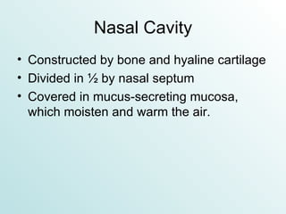 Nasal Cavity Constructed by bone and hyaline cartilage Divided in ½ by nasal septum Covered in mucus-secreting mucosa, which moisten and warm the air. 