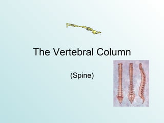 The Vertebral Column (Spine) 