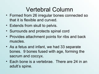 Vertebral Column Formed from 26 irregular bones connected so that it is flexible and curved. Extends from skull to pelvis. Surrounds and protects spinal cord Provides attachment points for ribs and back muscles. As a fetus and infant, we had 33 separate bones.  9 bones fused with age, forming the sacrum and coccyx. Each bone is a vertebrae.  There are 24 in an adult’s spine. 