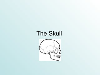 The Skull     