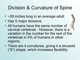 Division & Curvature of Spine ~28 inches long in an average adult Has 5 major divisions All humans have the same number of cervical vertebrae.  However, there is a variation in the number for the rest of the vertebrae in 5% of humans in other regions. There are 4 curvatures, giving it a sinusoid (“S”) shape, which increases flexibility. 