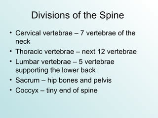 Divisions of the Spine  Cervical vertebrae – 7 vertebrae of the neck Thoracic vertebrae – next 12 vertebrae Lumbar vertebrae – 5 vertebrae supporting the lower back Sacrum – hip bones and pelvis Coccyx – tiny end of spine 