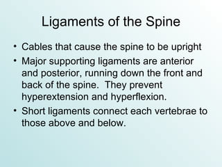 Ligaments of the Spine Cables that cause the spine to be upright Major supporting ligaments are anterior and posterior, running down the front and back of the spine.  They prevent hyperextension and hyperflexion. Short ligaments connect each vertebrae to those above and below. 