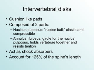 Intervertebral disks Cushion like pads Composed of 2 parts: Nucleus pulposus: “rubber ball;” elastic and compressible Annulus fibrosus: girdle for the nuclus pulposus, holds vertebrae together and resists tention Act as shock absorbers Account for ~25% of the spine’s length 