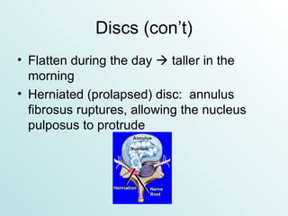 Discs (con’t) Flatten during the day    taller in the morning Herniated (prolapsed) disc:  annulus fibrosus ruptures, allowing the nucleus pulposus to protrude 