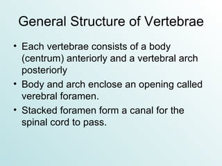 General Structure of Vertebrae Each vertebrae consists of a body (centrum) anteriorly and a vertebral arch posteriorly Body and arch enclose an opening called verebral foramen. Stacked foramen form a canal for the spinal cord to pass. 