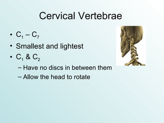 Cervical Vertebrae  C 1  – C 7 Smallest and lightest C 1  & C 2 Have no discs in between them Allow the head to rotate 