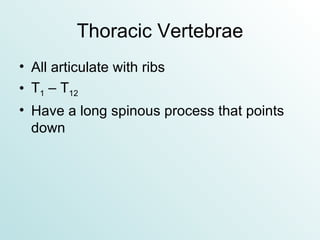Thoracic Vertebrae All articulate with ribs T 1  – T 12 Have a long spinous process that points down 