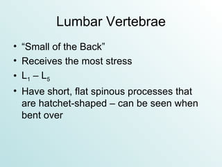 Lumbar Vertebrae “ Small of the Back” Receives the most stress L 1  – L 5 Have short, flat spinous processes that are hatchet-shaped – can be seen when bent over 