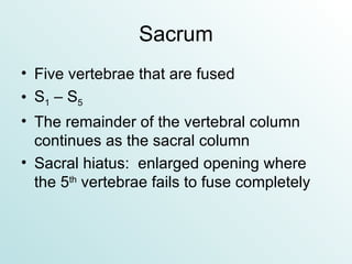 Sacrum Five vertebrae that are fused S 1  – S 5 The remainder of the vertebral column continues as the sacral column Sacral hiatus:  enlarged opening where the 5 th  vertebrae fails to fuse completely 