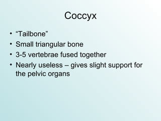 Coccyx “Tailbone” Small triangular bone 3-5 vertebrae fused together Nearly useless – gives slight support for the pelvic organs 