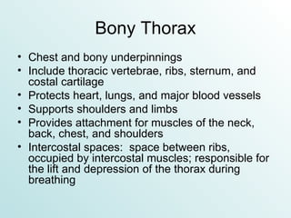 Bony Thorax Chest and bony underpinnings Include thoracic vertebrae, ribs, sternum, and costal cartilage Protects heart, lungs, and major blood vessels Supports shoulders and limbs Provides attachment for muscles of the neck, back, chest, and shoulders Intercostal spaces:  space between ribs, occupied by intercostal muscles; responsible for the lift and depression of the thorax during breathing 