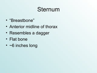 Sternum “Breastbone” Anterior midline of thorax Resembles a dagger Flat bone ~6 inches long 