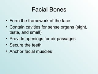 Facial Bones Form the framework of the face Contain cavities for sense organs (sight, taste, and smell) Provide openings for air passages Secure the teeth Anchor facial muscles 