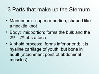 3 Parts that make up the Sternum  Manubrium:  superior portion; shaped like a necktie knot Body:  midportion; forms the bulk and the 2 nd  – 7 th  ribs attach Xiphoid process:  forms inferior end; it is hyaline cartilage of youth, but bone in adult (attachment point of abdominal muscles) 