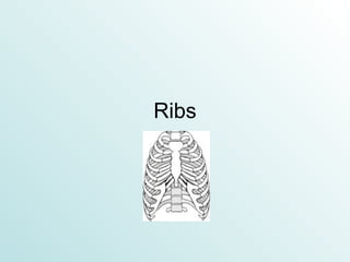 Ribs 