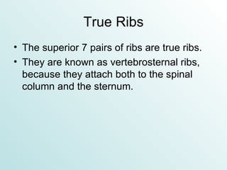 True Ribs The superior 7 pairs of ribs are true ribs. They are known as vertebrosternal ribs, because they attach both to the spinal column and the sternum. 