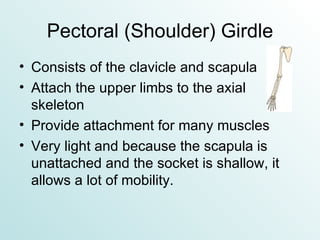 Pectoral (Shoulder) Girdle Consists of the clavicle and scapula Attach the upper limbs to the axial skeleton Provide attachment for many muscles Very light and because the scapula is unattached and the socket is shallow, it allows a lot of mobility. 