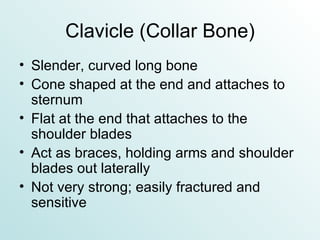 Clavicle (Collar Bone) Slender, curved long bone Cone shaped at the end and attaches to sternum Flat at the end that attaches to the shoulder blades Act as braces, holding arms and shoulder blades out laterally Not very strong; easily fractured and sensitive 