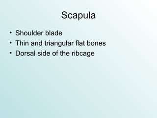 Scapula Shoulder blade Thin and triangular flat bones Dorsal side of the ribcage 