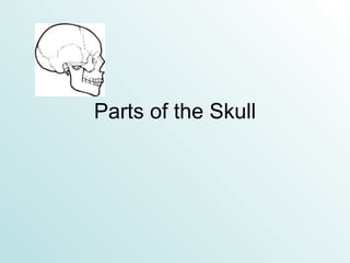 Parts of the Skull 