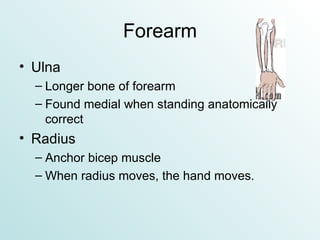 Forearm Ulna Longer bone of forearm Found medial when standing anatomically correct Radius Anchor bicep muscle When radius moves, the hand moves. 