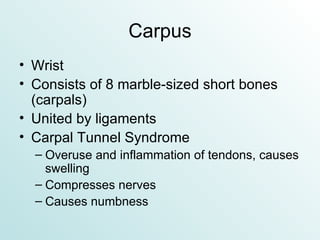 Carpus Wrist Consists of 8 marble-sized short bones (carpals) United by ligaments Carpal Tunnel Syndrome Overuse and inflammation of tendons, causes swelling Compresses nerves Causes numbness 