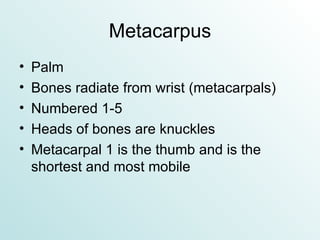 Metacarpus Palm Bones radiate from wrist (metacarpals) Numbered 1-5 Heads of bones are knuckles Metacarpal 1 is the thumb and is the shortest and most mobile 
