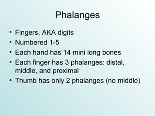Phalanges Fingers, AKA digits Numbered 1-5 Each hand has 14 mini long bones Each finger has 3 phalanges: distal, middle, and proximal Thumb has only 2 phalanges (no middle) 