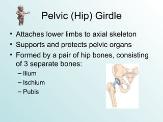 Pelvic (Hip) Girdle Attaches lower limbs to axial skeleton Supports and protects pelvic organs Formed by a pair of hip bones, consisting of 3 separate bones: Ilium Ischium Pubis 
