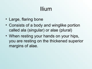 Ilium Large, flaring bone Consists of a body and winglike portion called ala (singular) or alae (plural) When resting your hands on your hips, you are resting on the thickened superior margins of alae. 