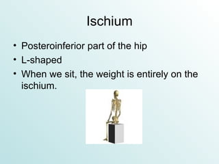 Ischium Posteroinferior part of the hip L-shaped When we sit, the weight is entirely on the ischium. 