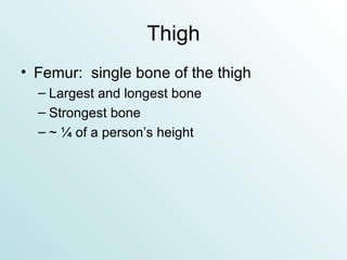 Thigh Femur:  single bone of the thigh Largest and longest bone Strongest bone ~ ¼ of a person’s height 