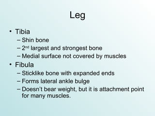 Leg Tibia Shin bone 2 nd  largest and strongest bone Medial surface not covered by muscles Fibula Sticklike bone with expanded ends Forms lateral ankle bulge Doesn’t bear weight, but it is attachment point for many muscles. 
