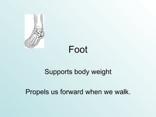 Foot Supports body weight Propels us forward when we walk. 