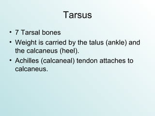 Tarsus 7 Tarsal bones Weight is carried by the talus (ankle) and the calcaneus (heel). Achilles (calcaneal) tendon attaches to calcaneus. 