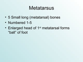 Metatarsus 5 Small long (metatarsal) bones Numbered 1-5 Enlarged head of 1 st  metatarsal forms “ball” of foot 