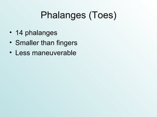 Phalanges (Toes) 14 phalanges Smaller than fingers Less maneuverable 