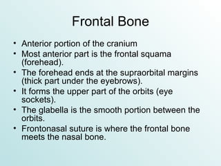 Frontal Bone Anterior portion of the cranium Most anterior part is the frontal squama (forehead). The forehead ends at the supraorbital margins (thick part under the eyebrows). It forms the upper part of the orbits (eye sockets). The glabella is the smooth portion between the orbits. Frontonasal suture is where the frontal bone meets the nasal bone. 