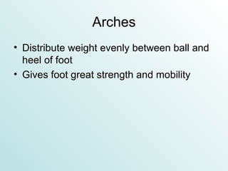 Arches Distribute weight evenly between ball and heel of foot Gives foot great strength and mobility 