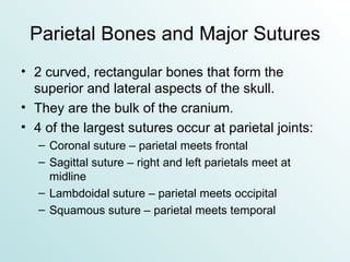 Parietal Bones and Major Sutures 2 curved, rectangular bones that form the superior and lateral aspects of the skull. They are the bulk of the cranium. 4 of the largest sutures occur at parietal joints: Coronal suture – parietal meets frontal  Sagittal suture – right and left parietals meet at midline Lambdoidal suture – parietal meets occipital Squamous suture – parietal meets temporal 