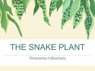 THE SNAKE PLANT
Dracaena trifasciata
 