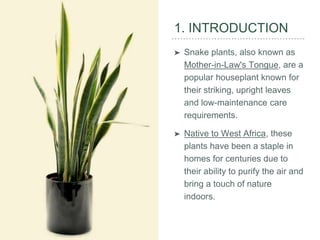 buy sansevieria trifasciata online 3-5 FT Snake Plant (trifasciata)- NYC, NJ, CT, Boston, Providence,  Washington DC, Baltimore, Philadelphia, Princeton, Long Island, and Upstate  NY Local Plant Delivery  Dahing Plants