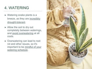 The Snake Plant | PPTX