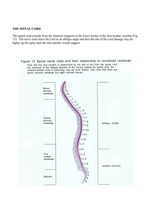 THE SPINAL CORD
The spinal cord extends from the foramen magnum to the lower border of the first lumbar vertebra (Fig.
13). The nerve roots leave the cord at an oblique angle and thus the site of the cord damage may be
higher up the spine than the root number would suggest.
 