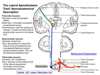 Spinothalamic System the-spinothalamic-system.ppsx