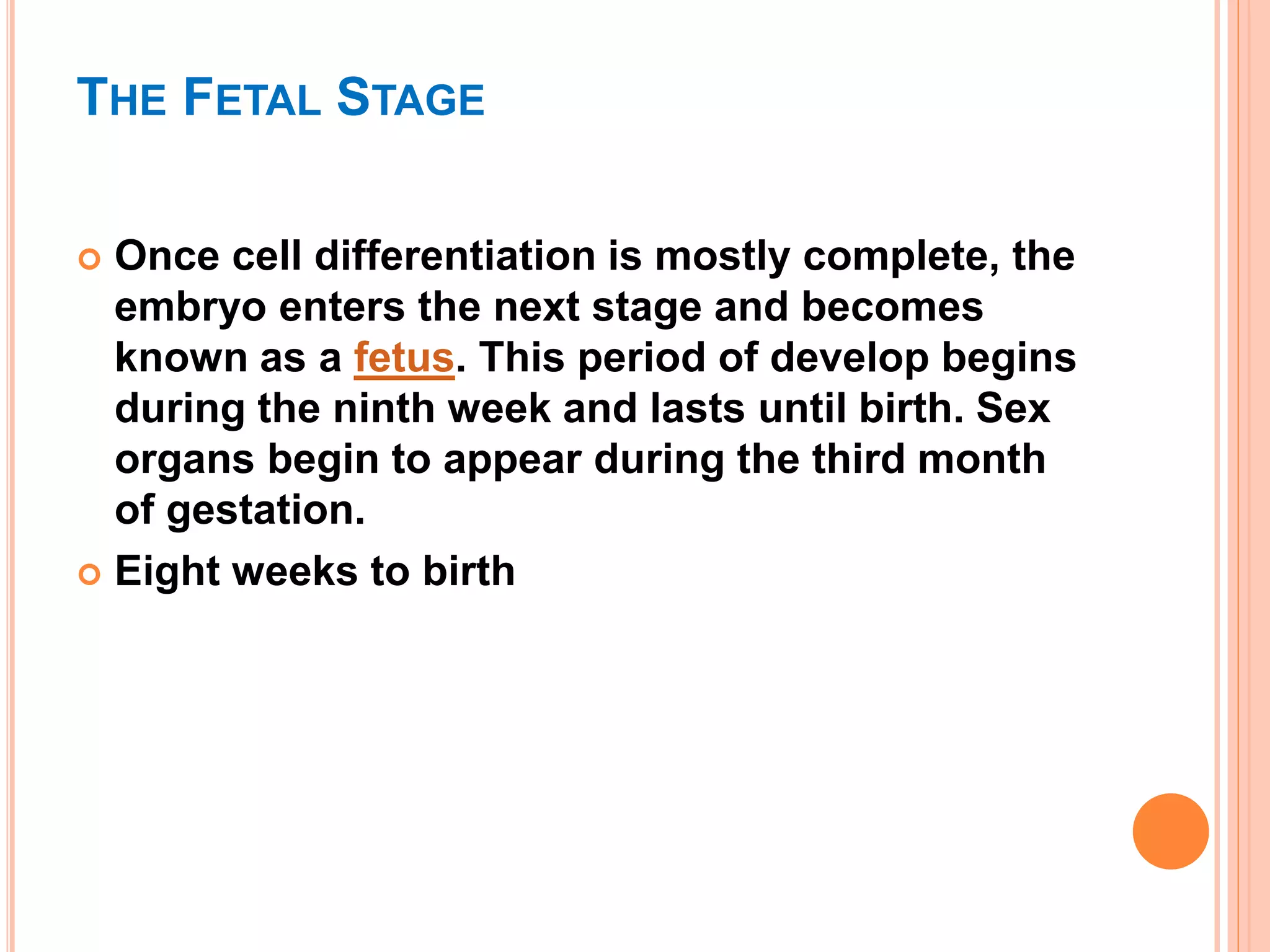 THE FETAL STAGE
 Once cell differentiation is mostly complete, the
embryo enters the next stage and becomes
known as a fetus. This period of develop begins
during the ninth week and lasts until birth. Sex
organs begin to appear during the third month
of gestation.
 Eight weeks to birth
 