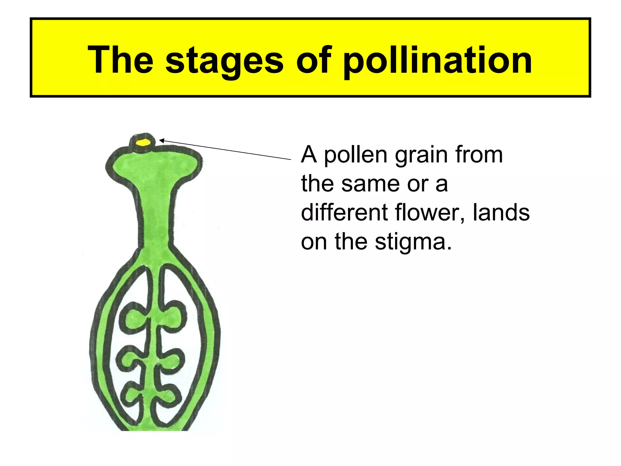Pollen Reproduction The stages-of-fertilisation-in-a-flowering-plant | PPT