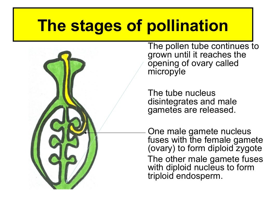 Stages of fertilization in plants