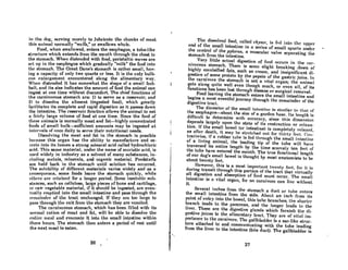 in t.he do~, Acrving mcrl'ly to Juhricntc the chunkA of ment
this animal normally "wolfs," or swallows whole.
Food, when swallowed, enters the esophagus, a tube-like
structure which extends from the mouth through the chest to
the stomach. When distended with food, peristaltic waves are
set up in the esophagus which gradually "milk" the food into
the stomach. The Great Done's stomach is rather small, hnv-
ing a capacity of only two quarts or less. It is the only bulb-
OUR enlnrgement encountered along the alimentary way.
When distrndcd it has somewhat the shope of a small foot-
ball, and its size indicates the amount of food the animal can
ingest at one time without discomfort. The chief functions of
the carnivorous stomach are: 1) to serve as a reservoir; and
2) to diRsolve the aliment (ingested food), which grently
facilitates its complete and rapid digestion as it passes down
the intestine. The reservoir function allows the animal to eat
a fnirly large volume of food at one time. Since the food of
these nnimals is normally meat and fatr-highly concentrated
foods of small bulk-sufficient amounts may be ingested at
intervals of once daily to serve their nutritional needs.
Dissolving the meat and fat in the stomach is possible
because this organ has the ability to manufacture and se-
crete into its lumen a strong mineral acid called hydrochloric
acid. This same material, under the name of muriatic acid, is
used widely in industry 8S a solvent of many substances, in-
cluding metnls, minernls, and organic material. FoodstufTs
are held back in the stomach until solution has occurred.
The solubility of different materials varies widely and as a
conRequence, Rome foods leave the stomach quickly, while
(lUlt'r~ RI'l' ,'c.'I,nitwd for n longer period. Some inRoluhlr. Ruh·
stances, such as cellulose, large pieces of bone and cartilage,
or raw vegetable material, if it should be ingested, are even-
t.unny emptied into the smnll intestine and pass through the
rl'mnindl'r of the t.rnct unchnnged. If they nrc too lnrge to
pass through the exit from the stomach they are vomited.
The carnivorous stomach, which has been filled with its
normnl rnl,ion of ment nnd fnt, wilt be able to dissolve the
('IlUre menl nnd l'vncunte it into lhe small intestine within
three hours. The stomach then enters a period of rest until
the next meal is eaten.
26
"
The cfiAAolved foocl, cnllml r.h'y"'''' iR frorJ infJl t.he "pper
end of the small intestine in n serieR of smnll Rpurts under
t.he control of the pylorus, a muscular valve sepnrating the
stomach from the intestine.
Very little actual digestion of food occurs in the car-
nivorous stomach. There is Rome slight brenking down of
highly emulsified fats, such as cream, and insignificant di-
gestion of some protein by the pepsin of the gastric juice. In
the carnivore the stomach is not a vitol organ; the nnimal
get" along quite well even UlOURh much, or even nil, of its
functions has been lost through disease or Burgicnl removal.
Food leaving the stomach enters the small intestine and
begins n mo"t eventful journey through the remainder of the
digestive t.rnet.
The diameter of the small inteRtine iR flill1i1nr 1.0 t.hnl. of
the esophagus-about the size of a garden hose. Its length is
dinicu!t to determine WIth Rccurncy, since thiR dimension
depends largely upon the stnte of Us contrnction or relaxa-
tion. If the small bowel (or intestine) is completely relaxed,
as after death, it may he stretched out for thirl.y feel. Con-
trariwise, if a rubber tube is fed through the small inl.estine
of a living animal, the leading tip of the tube will have
traversed its entire length by the time scarcely ten feet of
the tube have entered the mouth. The true functional length
of our dog's small bowel is thought by most anatomists to be
about twenty feet.
However, this is a most importnnt twenty feet, for it. is
during transit through this portion of the tract that virtually
all digestion and absorption of food mURt occur. The Arnall
InteRtinc.! is II vitnl orgnn, for no cnrnivorc cun live without
it.
Several inches from the stomach a duct or tube enters
the small intestine from the side. About an inch from its
point of entry into the bowel, thiR tube brnnches; the Rhorter
branch lends to the pancreas, nnd the longer leads to the
liver. TheRe Are the digestive glnnds which furniRh the di-
gestive juices to the alimentnry trnct. They arc of vitol im-
portnnce to the carnivore. 'fhe gnllhlndder is n soc-like struc-
ture attached to and communicating with the tube leading
from the liver to the intestine (bile duct). The gallbladder is
27
 